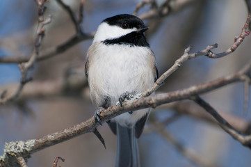 Black-capped Chickadee