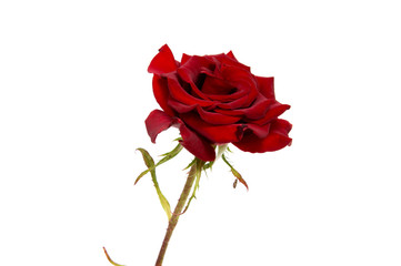 Fototapeta premium Red rose flower head isolated on white background cutout