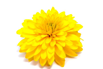 Chrysanthemum flower on a long stem on a white background is insulated