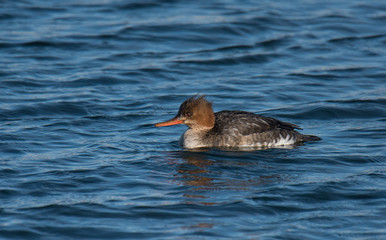 Merganzer Swimming in Lake