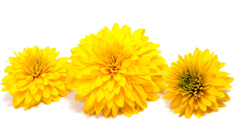 Chrysanthemum flower on a long stem on a white background is insulated