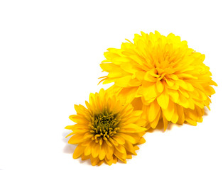 Chrysanthemum flower on a long stem on a white background is insulated