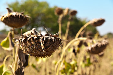 Agricultural field of dry ripe sunflower ready for harvest