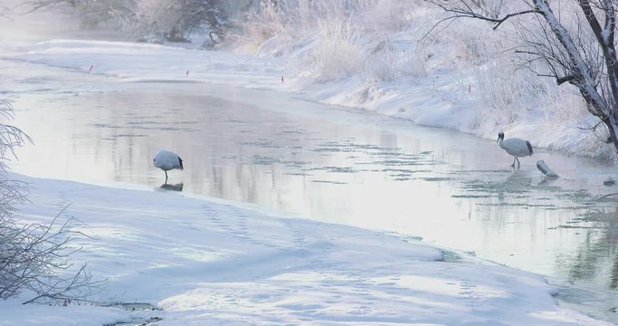 北海道の丹頂鶴