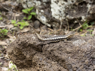 San Cristobal Lava Lizard, Microlophus bivittatus, is heated on stone,  San Cristobal, Galapagos, Ecuador