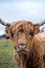 Ginger highland cow.