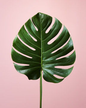 Fototapeta Tropical Foliage Monstera Leaf on Pale Pink Background