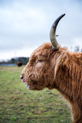 Ginger highland cow.