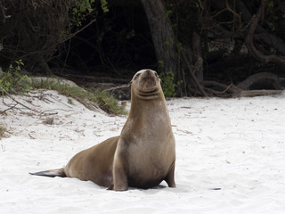 Fototapeta premium Female Sea Lion, Zalophus californianus wollebaeki, on the beach, San Cristobal, Galapagos, Ecuador