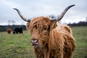 Ginger highland cow.