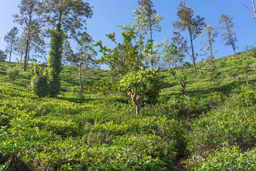 Fototapeta na wymiar Tea plantation at the hillside near the small town Ella in the Uva province of Sri Lanka. Tea production is on of the main economic sources of the country
