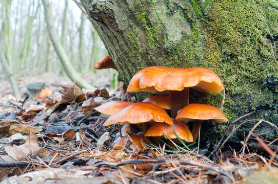 Closeup shot of edible mushrooms known as winter mushroom or Golden Needle (Flammulina velutipes)