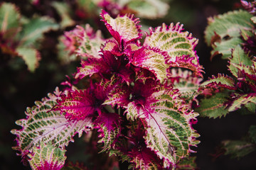 close up on solenostemon leaf, top view