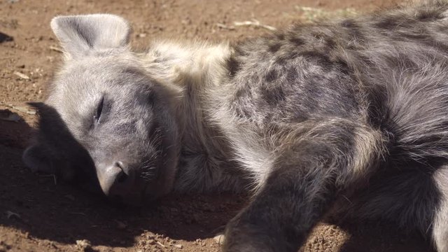Young hyena sleeping in the sun