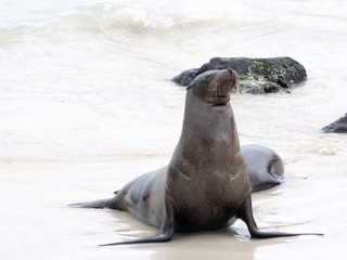 Fototapeta premium Male Sea Lion, Zalophus californianus wollebaeki, watch his harem, San Cristobal, Galapagos, Ecuador