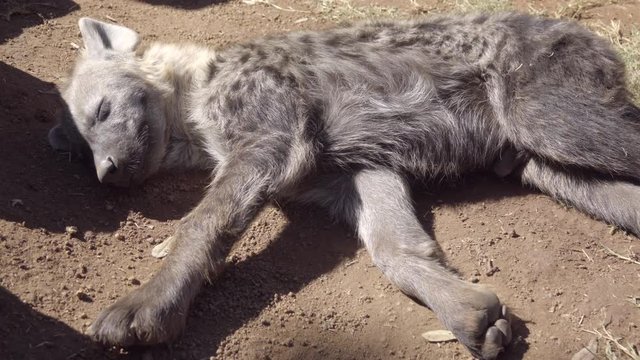 Low angle view of a sleeping hyena