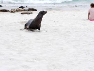 Male Sea Lion, Zalophus californianus wollebaeki, watch his harem, San Cristobal, Galapagos, Ecuador