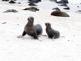 Female Sea Lion, Zalophus californianus wollebaeki, with a baby, San Cristobal, Galapagos, Ecuador