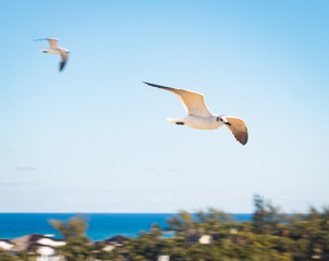 Fototapeta na wymiar Seagull Flying The Ocean