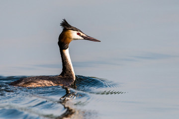 A great crested grebe (podiceps cristatus) is swimming on the water surface