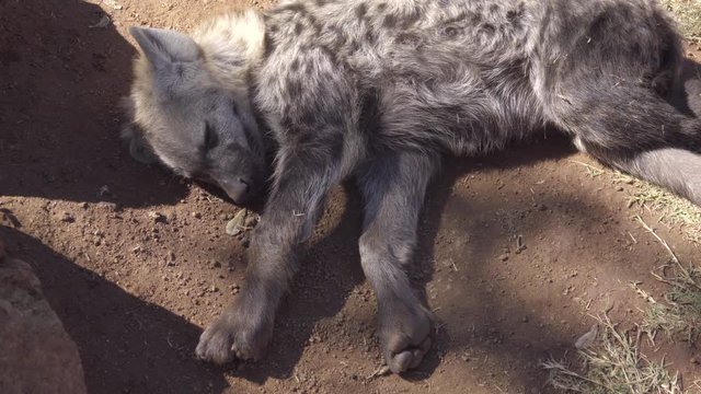 Young hyena resting in the shade