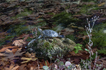 Turtles