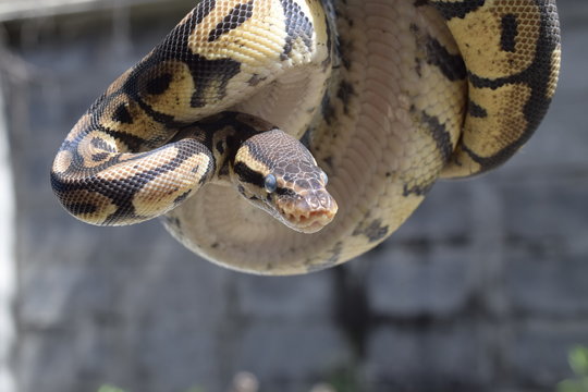 Close up of ball python