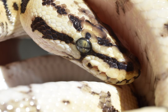 Close up of ball python