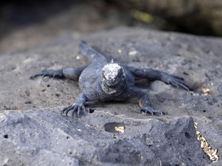 Marine Iguana, Amblyrhynchus cristatus mertensi, San Cristobal, Galapagos, Ecuador