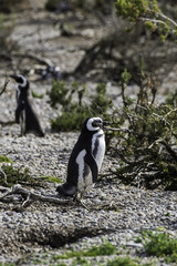 Magellanic Penguin