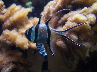 blue striped fish