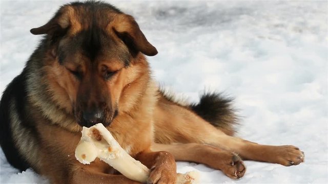Dog gnawing bone