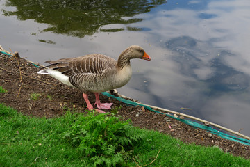 A beautiful white fronted goose walking by the rivers edge