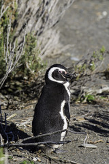Obraz premium Magellanic Penguin