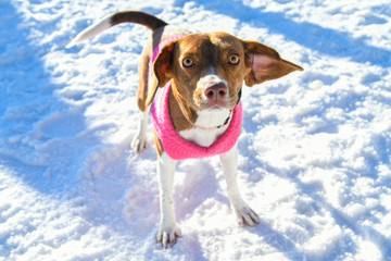 Puppy in the snow