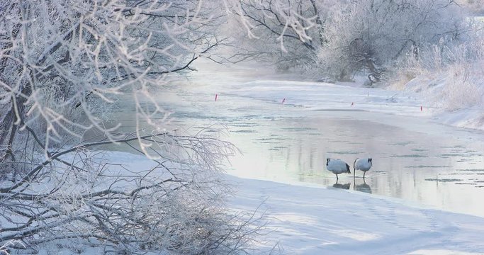 北海道の丹頂鶴