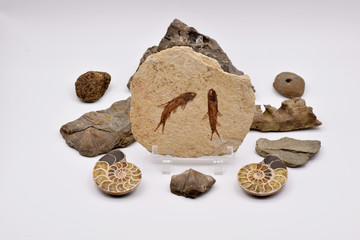 Fossils and Gemstones Arranged on a Seamless White Background