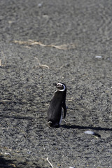 Magellanic Penguin