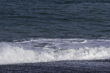 Fototapeta premium Magellanic Penguin