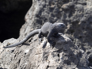 Marine Iguana, Amblyrhynchus cristatus mertensi, San Cristobal, Galapagos, Ecuador
