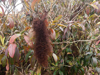 Vegetation of the L Junco volcano in the fog,  San Cristobal, Galapagos, Ecuador