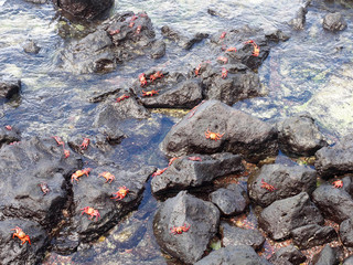 The red rock crab, Grapsus grapsus, is very abundant in the galapagos. San Cristobal, Galapagos, Ecuador
