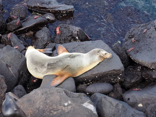 Sea Lion, Zalophus californianus wollebaeki, resting on a rock, San Cristobal, Galapagos, Ecuador