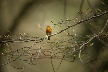 Erithacus rubecula. European small bird, ubiquitous throughout Europe. Besides the north of Scandinavia, it is also found in north-west Asia and North Africa. Free nature. The wild nature of the Czech