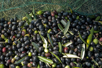 detail: hand picking olives from plants, green, black, beating, to obtain extra virgin oil, through processing, food full of antioxidants, Taggiasca variety, autumn winter, Riviera, Liguria, Italy
