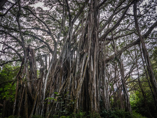 Fototapeta premium Oahu Banyan Tree at Kawela Bay