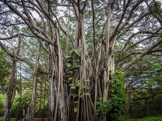 Oahu Banyan Tree at Kawela Bay