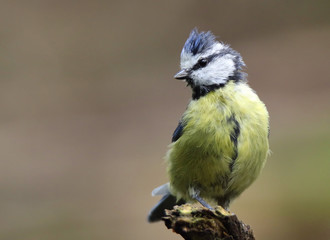 Great tit perched on a branch