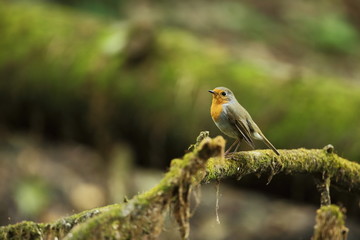 Erithacus rubecula. European small bird, ubiquitous throughout Europe. Besides the north of Scandinavia, it is also found in north-west Asia and North Africa. Free nature. The wild nature of the Czech