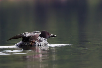 Common loon on a lake